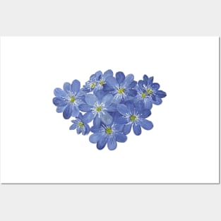 Hepatica Posters and Art